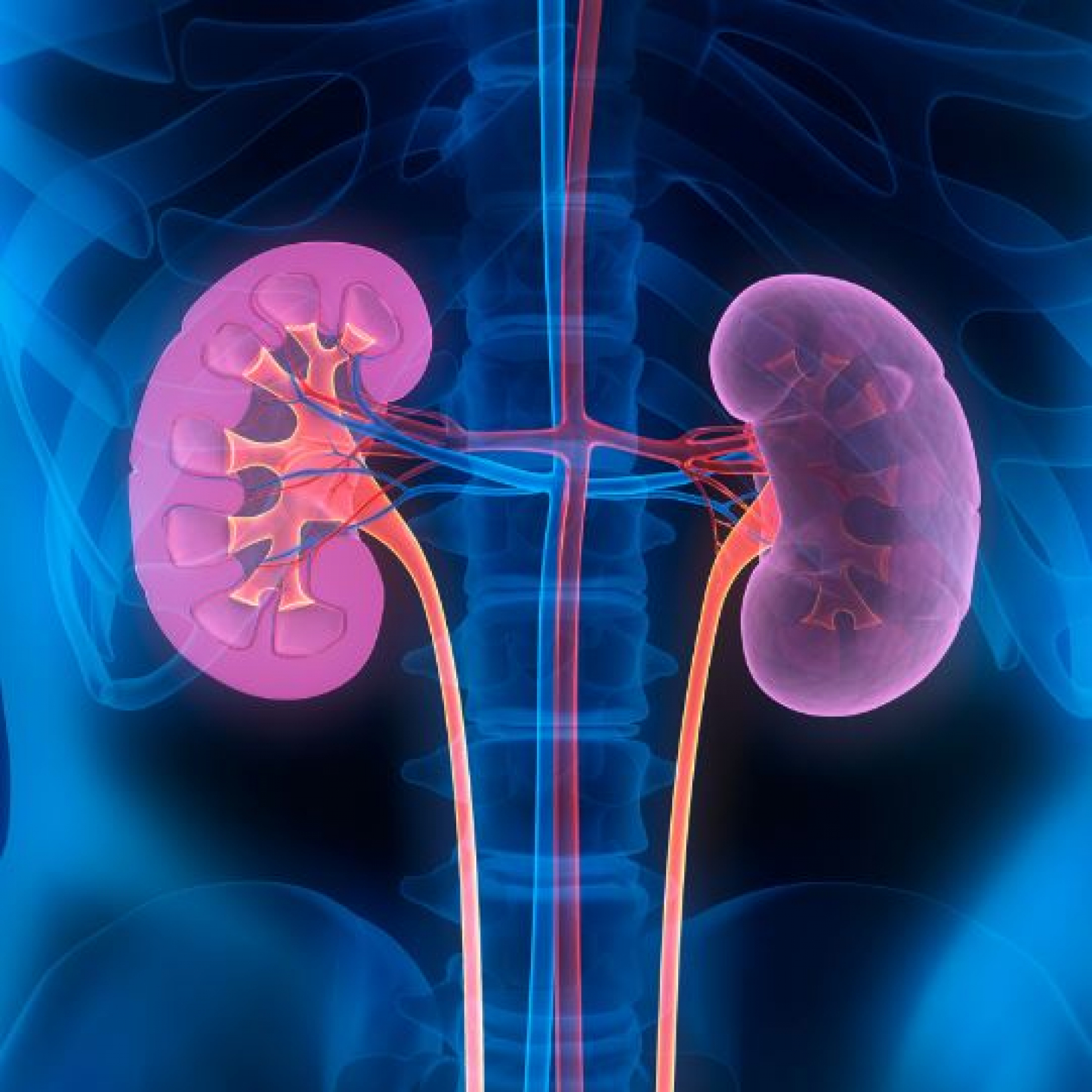 Scientists alter blood type of donor kidneys to increase supply of organs for transplant