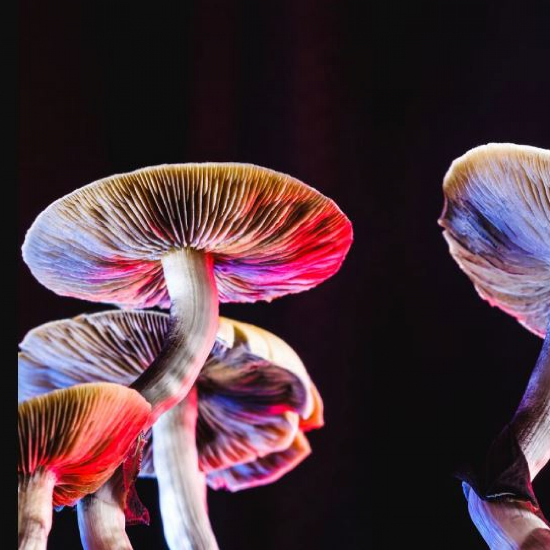 Magic mushrooms likely to be worlds most effective tool against depression