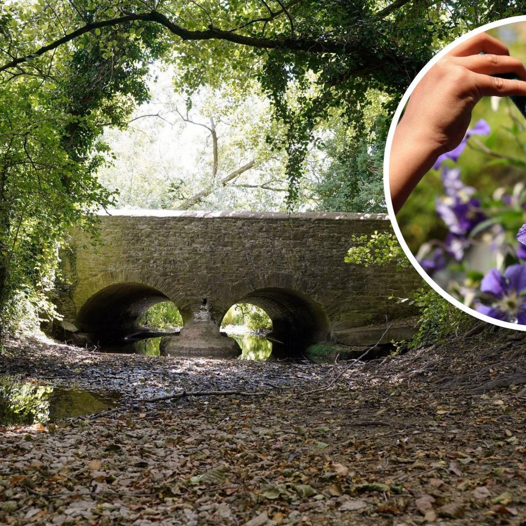 Londons River Thames has shrunk as extreme heat and looming drought dries up its headwaters