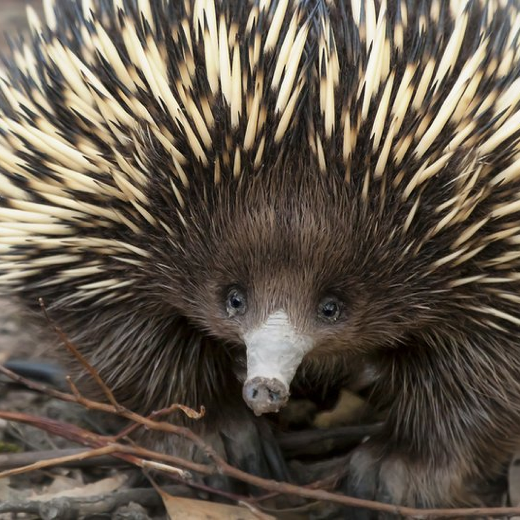 Snot bubbles and belly flops keep echidnas cool, research finds