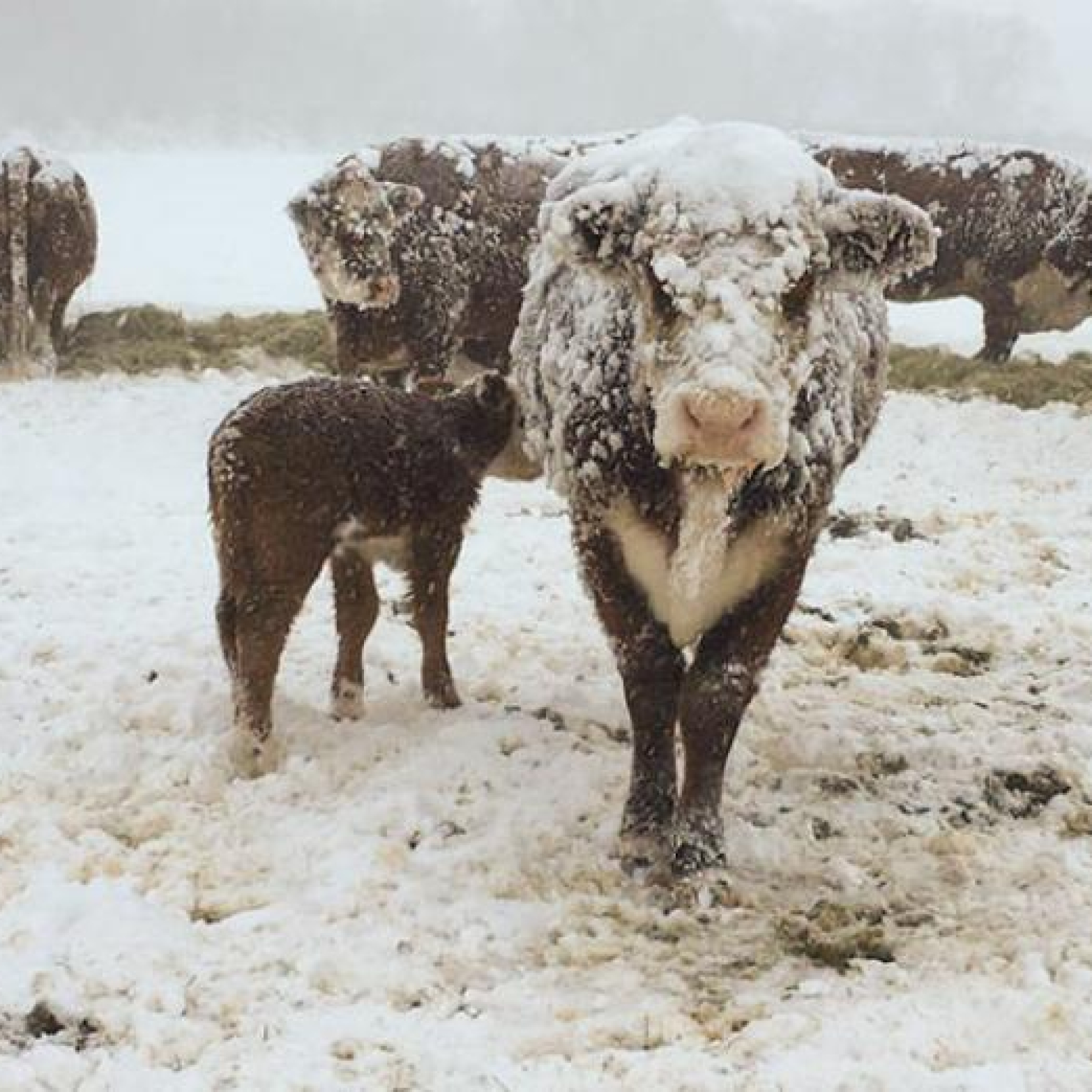 Cows walk in the snow following a blizzard in Sturgis, South Dakota