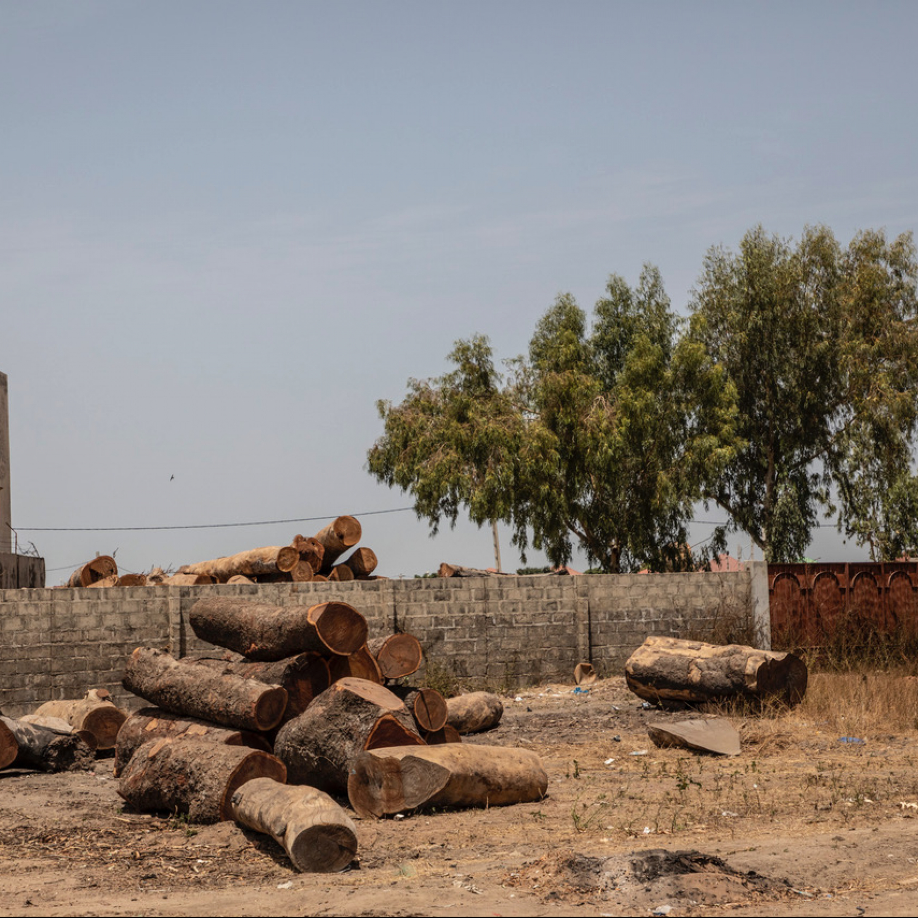 Gambia bans all timber exports to combat rosewood smuggling