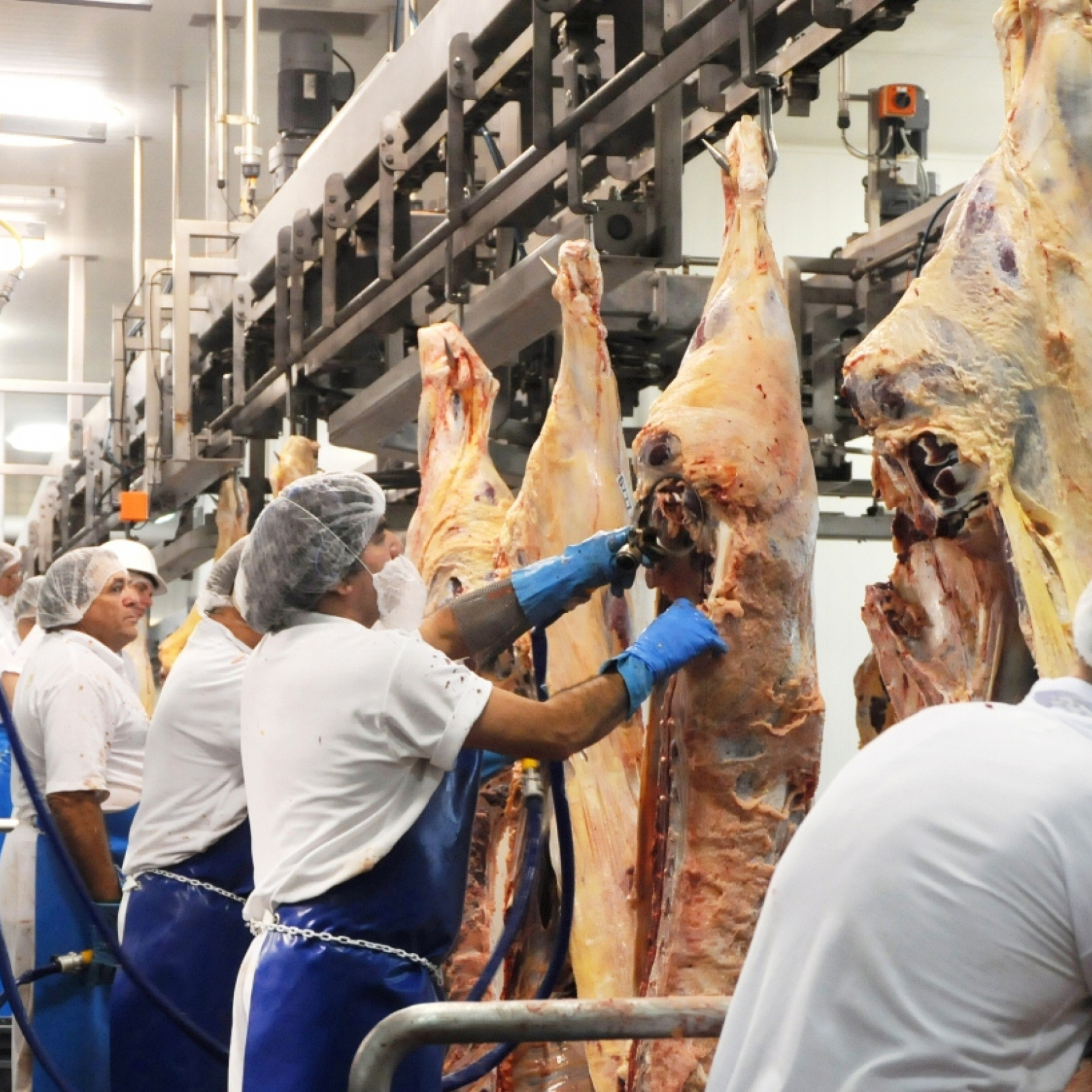 abattoir-kill-floor-processing