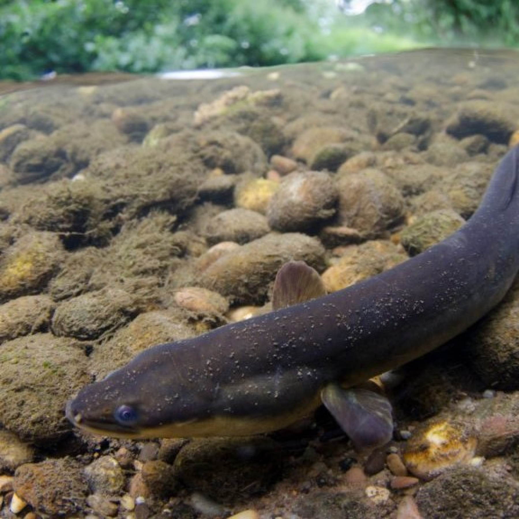 The European eel, shown here in a file photo, is an endangered species