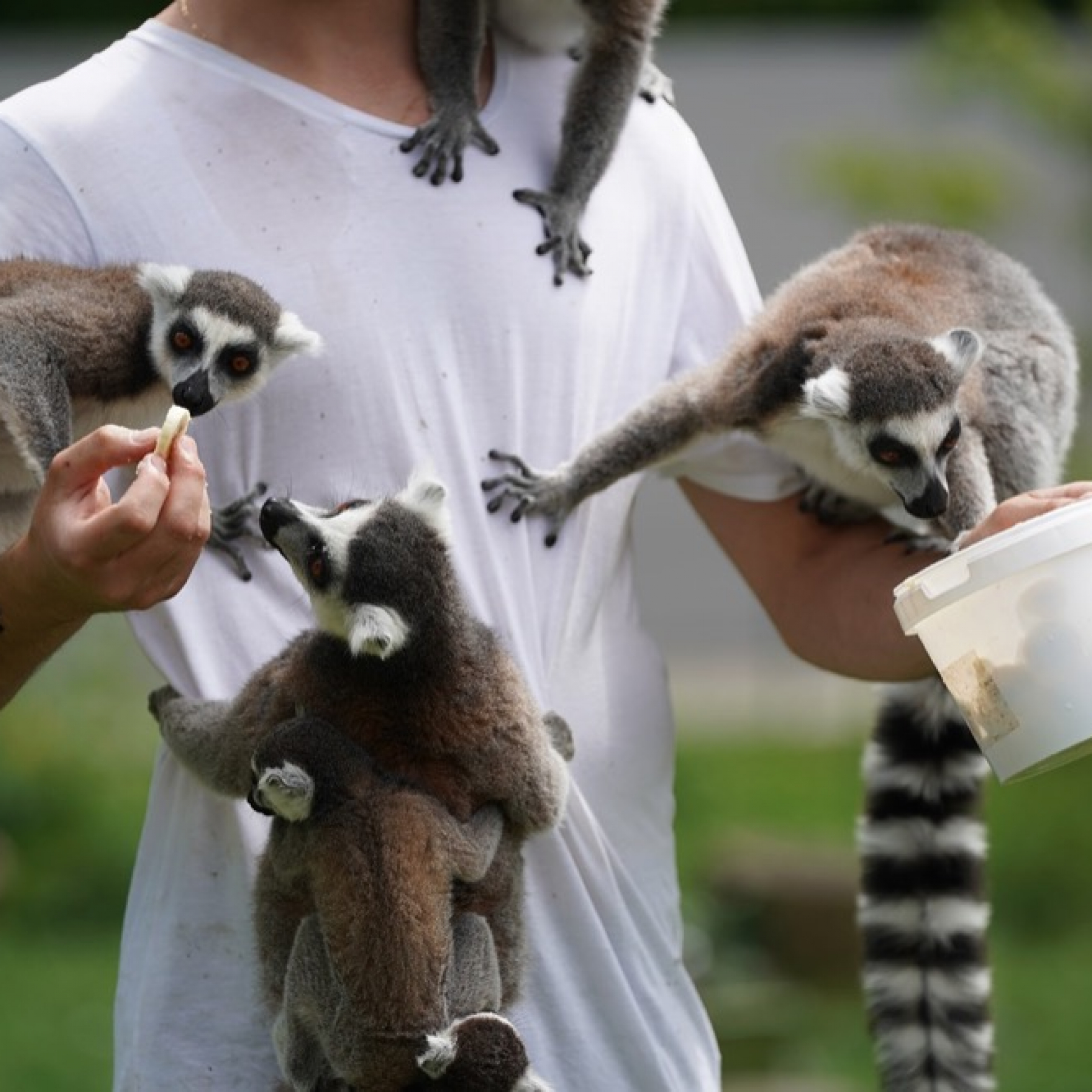 lemur-3599766_1280