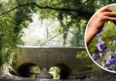 Londons River Thames has shrunk as extreme heat and looming drought dries up its headwaters