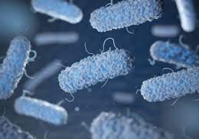 Listeria infection