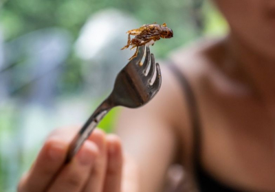 _124280022_insect_getty
