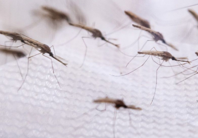 _124819937_mosquitos1