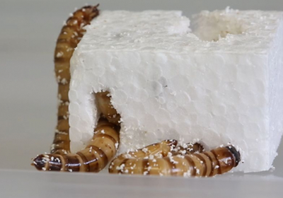 _125345619_worms