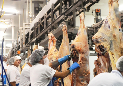 abattoir-kill-floor-processing