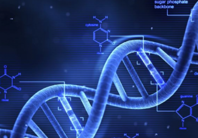 Scientists Engineer Synthetic DNA To Study Architect Genes: Building Artificial Hox Genes Enables Researchers To See How Cells Learn Their Location In The Body