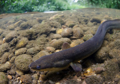 The European eel, shown here in a file photo, is an endangered species