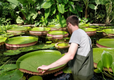 Scientists discover new giant water lily species